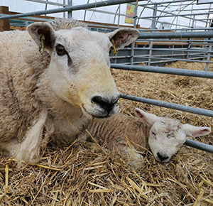 Image shows a sheep mum with her new born lamb, at the National Forest Adventure Farm, Staffordshire